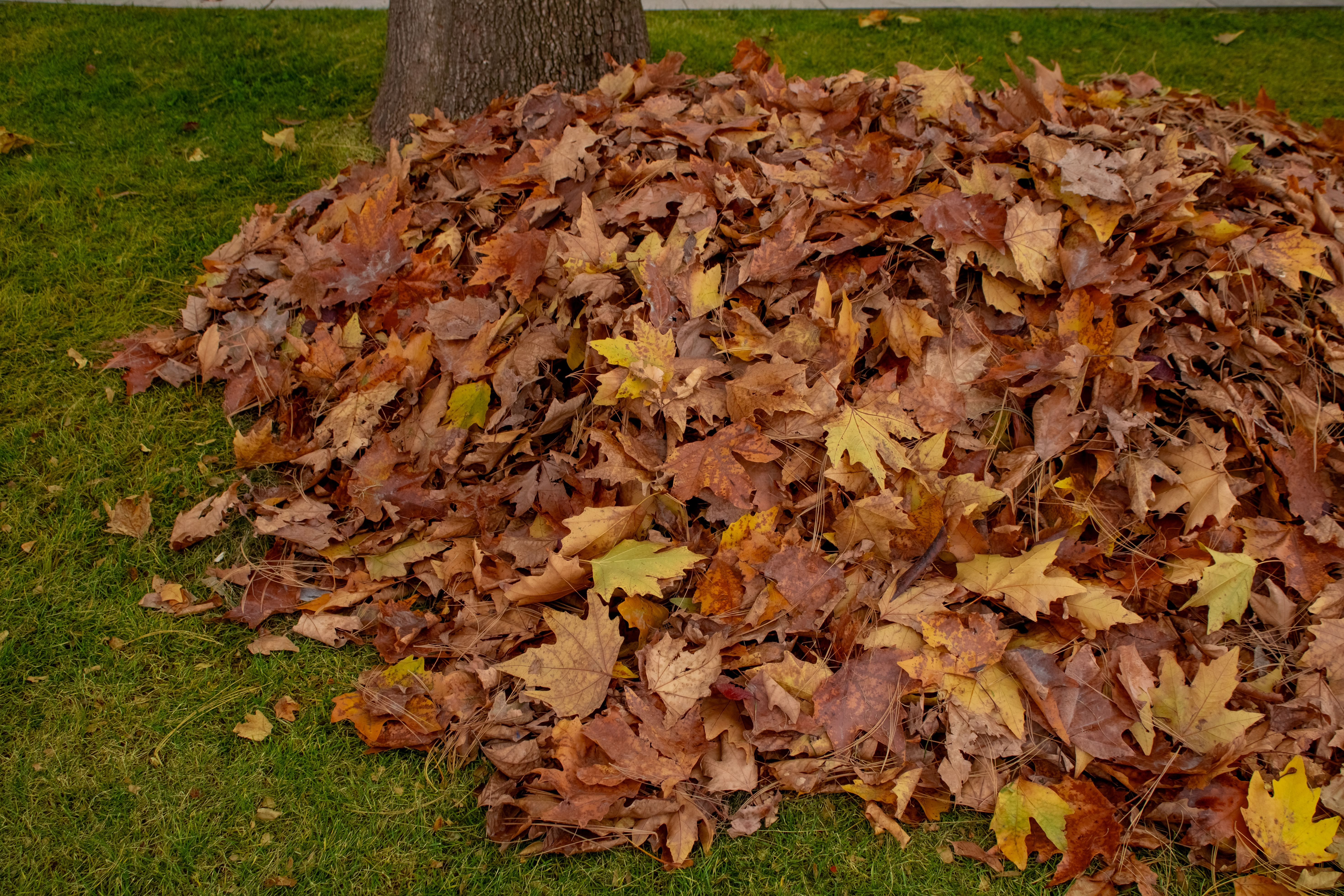 Fence Removal Yard Waste Dumpster Rental in Porter Ranch, CA