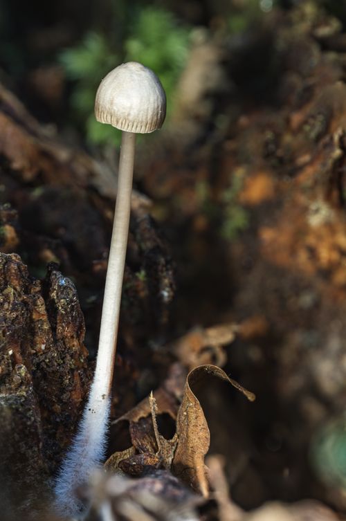 Free Macro photo of a single mushroom growing on forest floor among fallen leaves and bark. Stock Photo