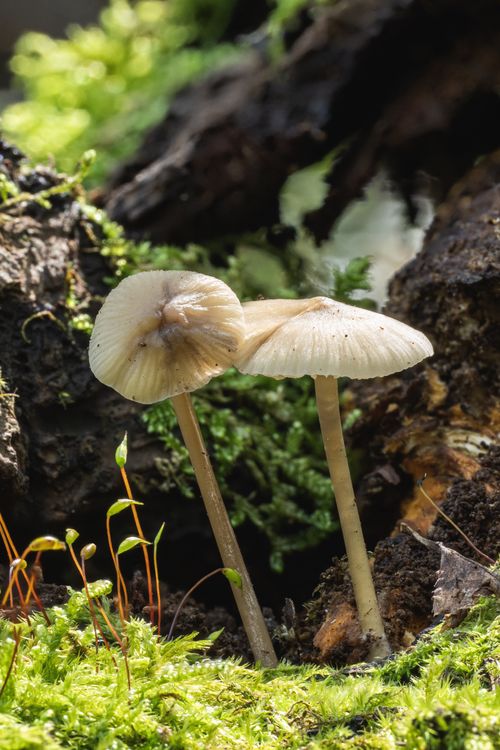 Free Two mushrooms growing amidst lush green moss in a forest setting. Stock Photo