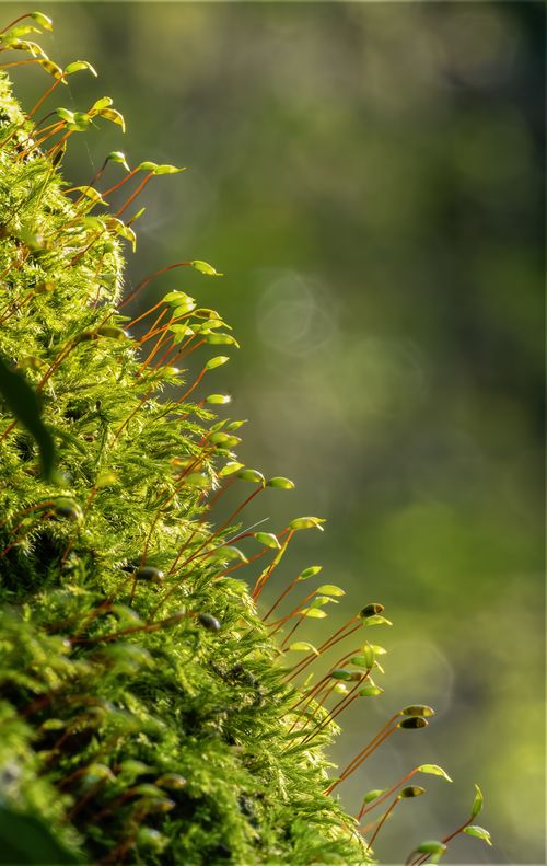 Free Vibrant green moss with sporophytes in detailed natural setting. Stock Photo