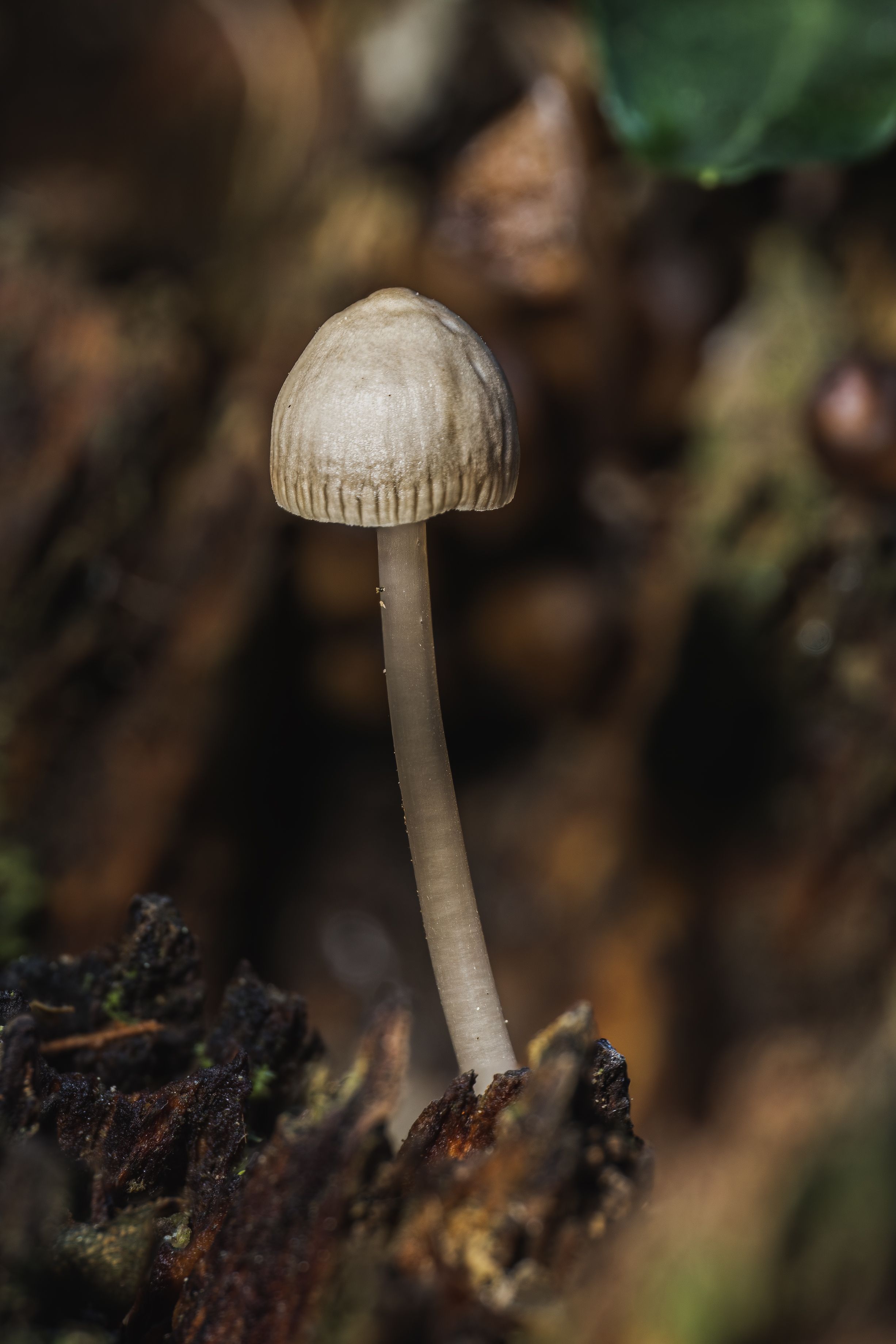 finished generation of glowing mushrooms