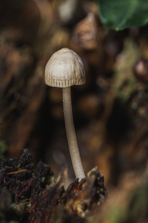 Free Detailed macro shot of a wild mushroom, focusing on its texture and natural setting. Stock Photo