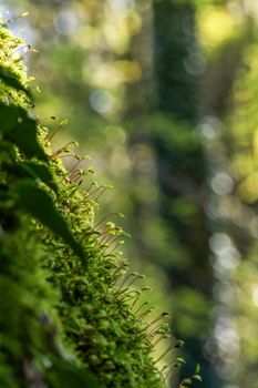 Detailed view of vibrant moss growing on a tree trunk in a sunlit forest.