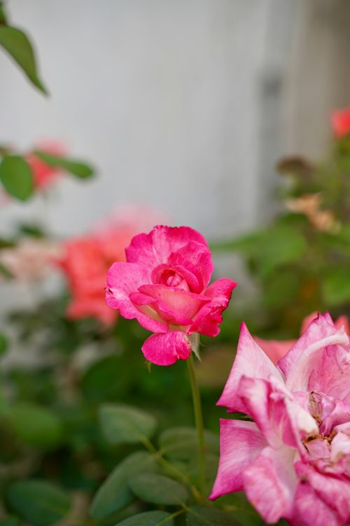 Free A vibrant close-up of pink roses blooming in a lush garden, showcasing natural beauty. Stock Photo