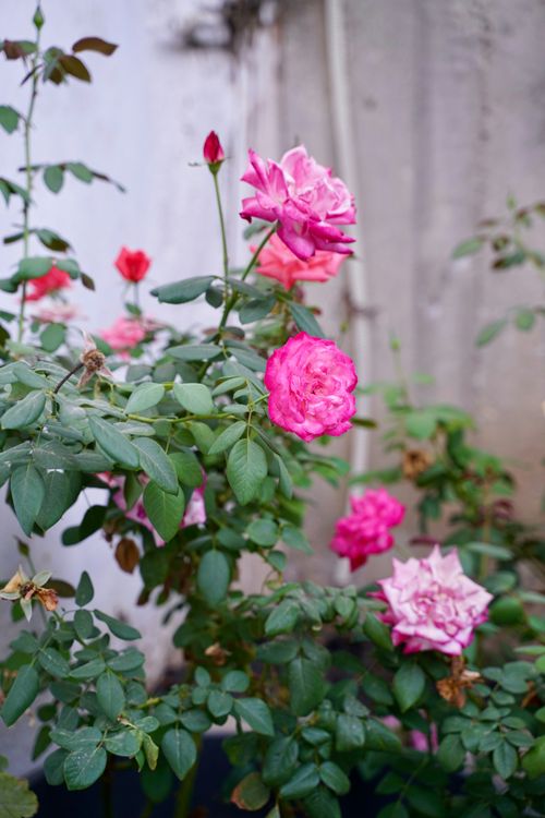 Free Close-up of vibrant pink roses in bloom against a muted background, showcasing natural beauty. Stock Photo