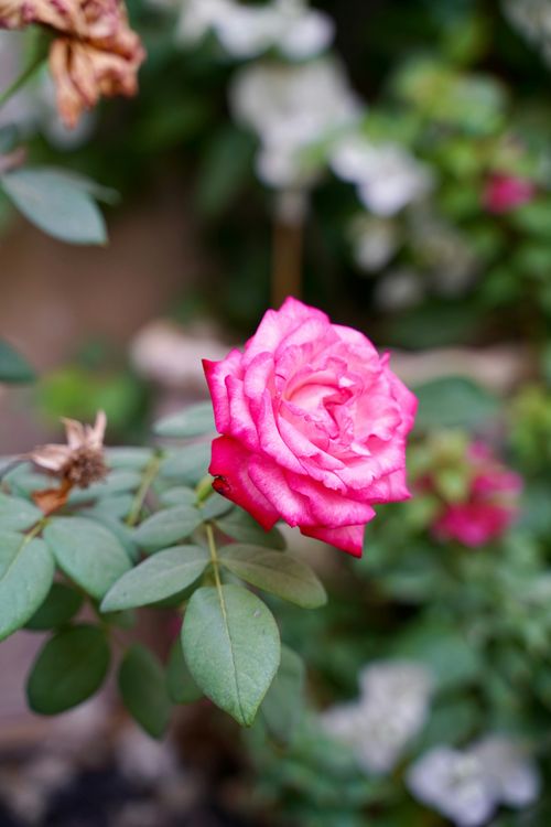 Free Close-up of a vibrant pink rose with lush greenery, showcasing natural beauty. Stock Photo