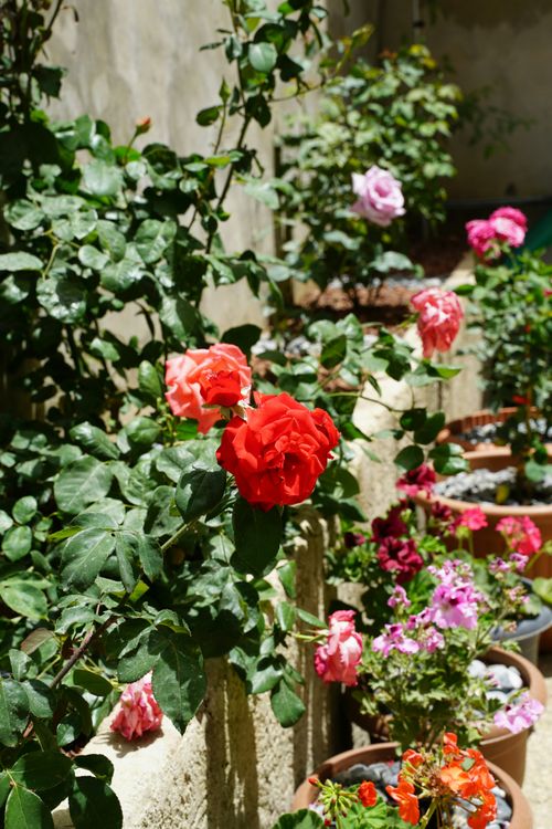 Free Colorful roses blooming in a sunny garden, ideal for floral and nature themes. Stock Photo