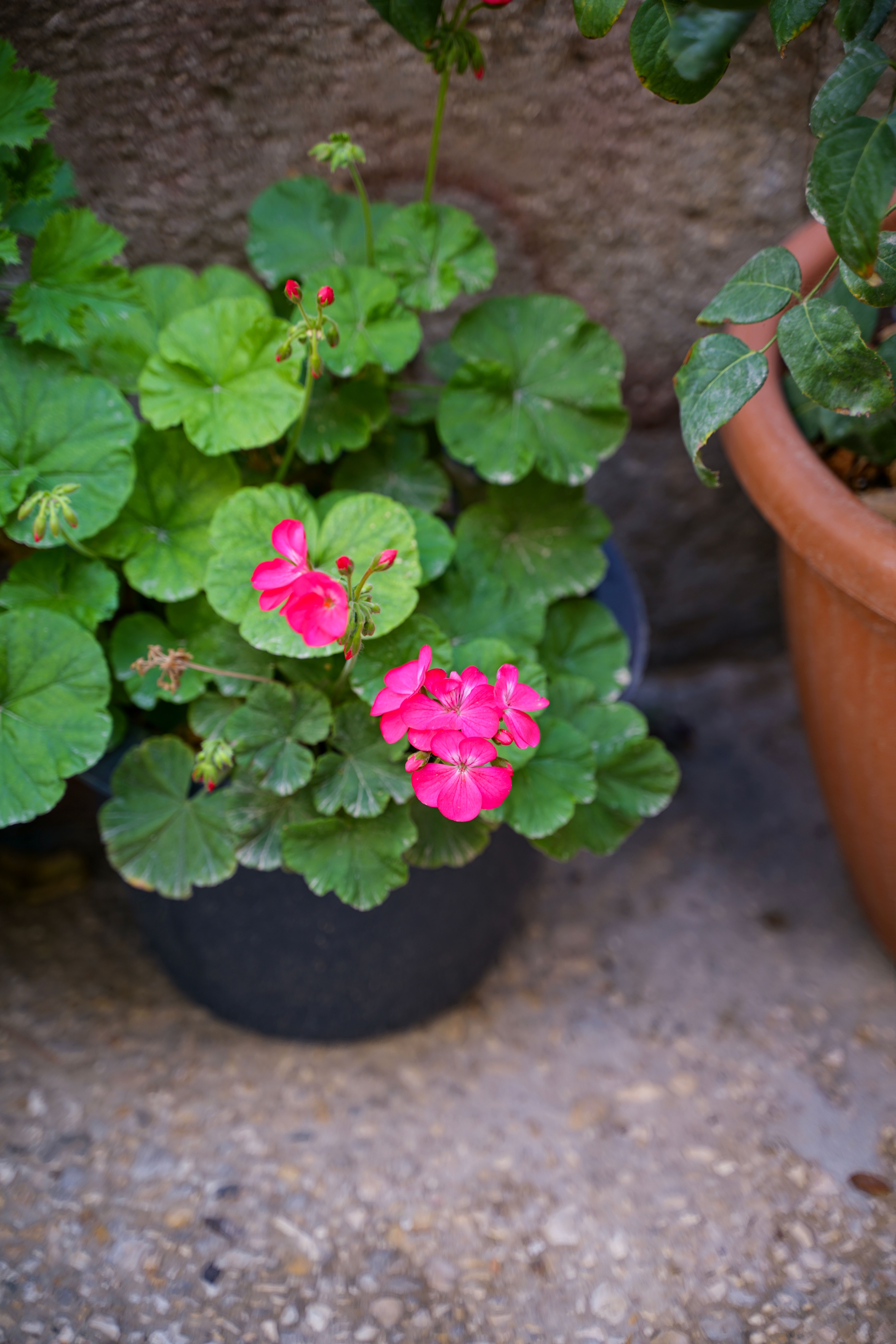 Gratis I fiori di geranio rosa brillante in vaso evocano il fascino dell'estate all'aria aperta. Foto a disposizione