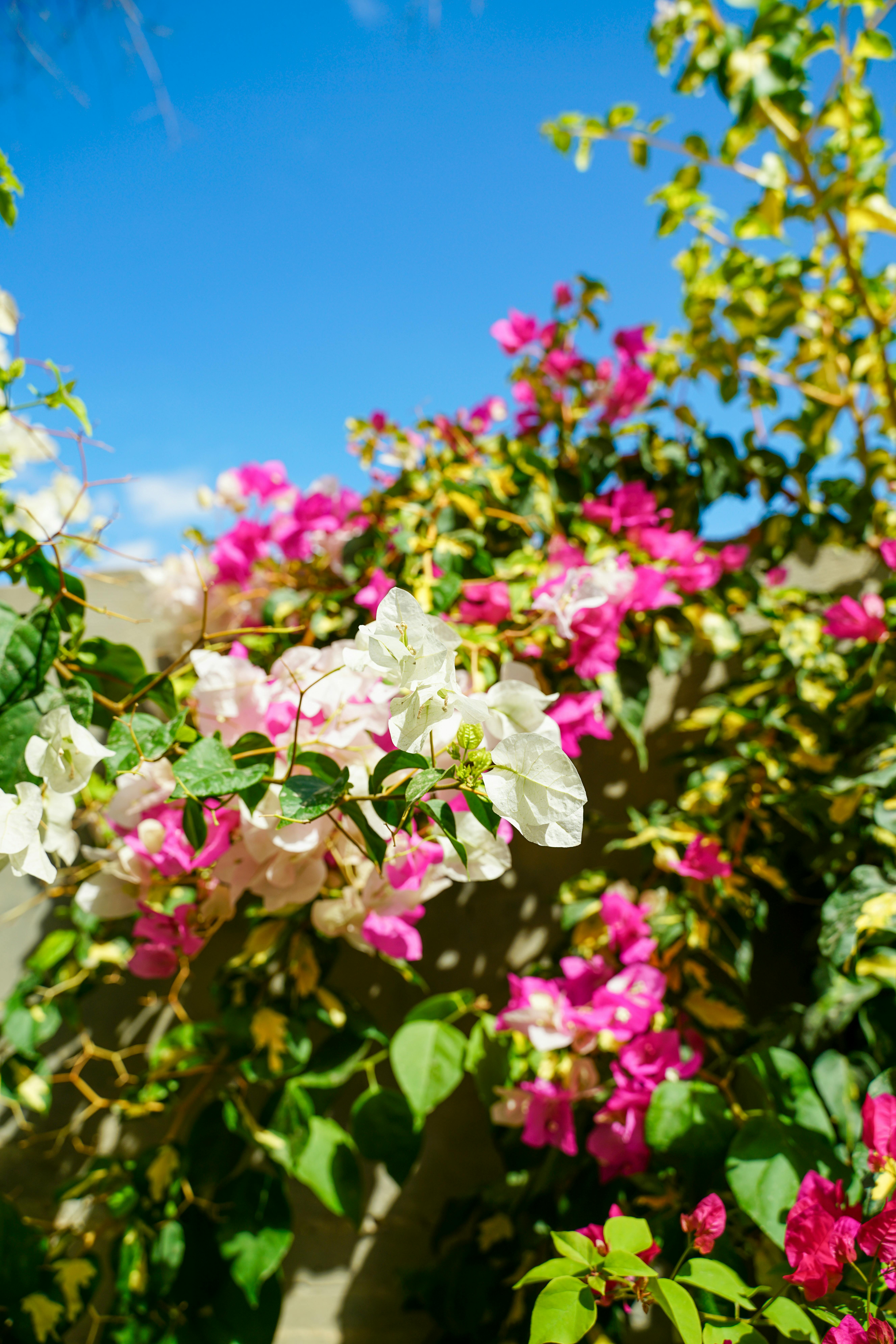 [ColoSach]-colorful-bougainvillea-blooms-with-pink-and-white-flowers-in-a-sunny-garden-setting.