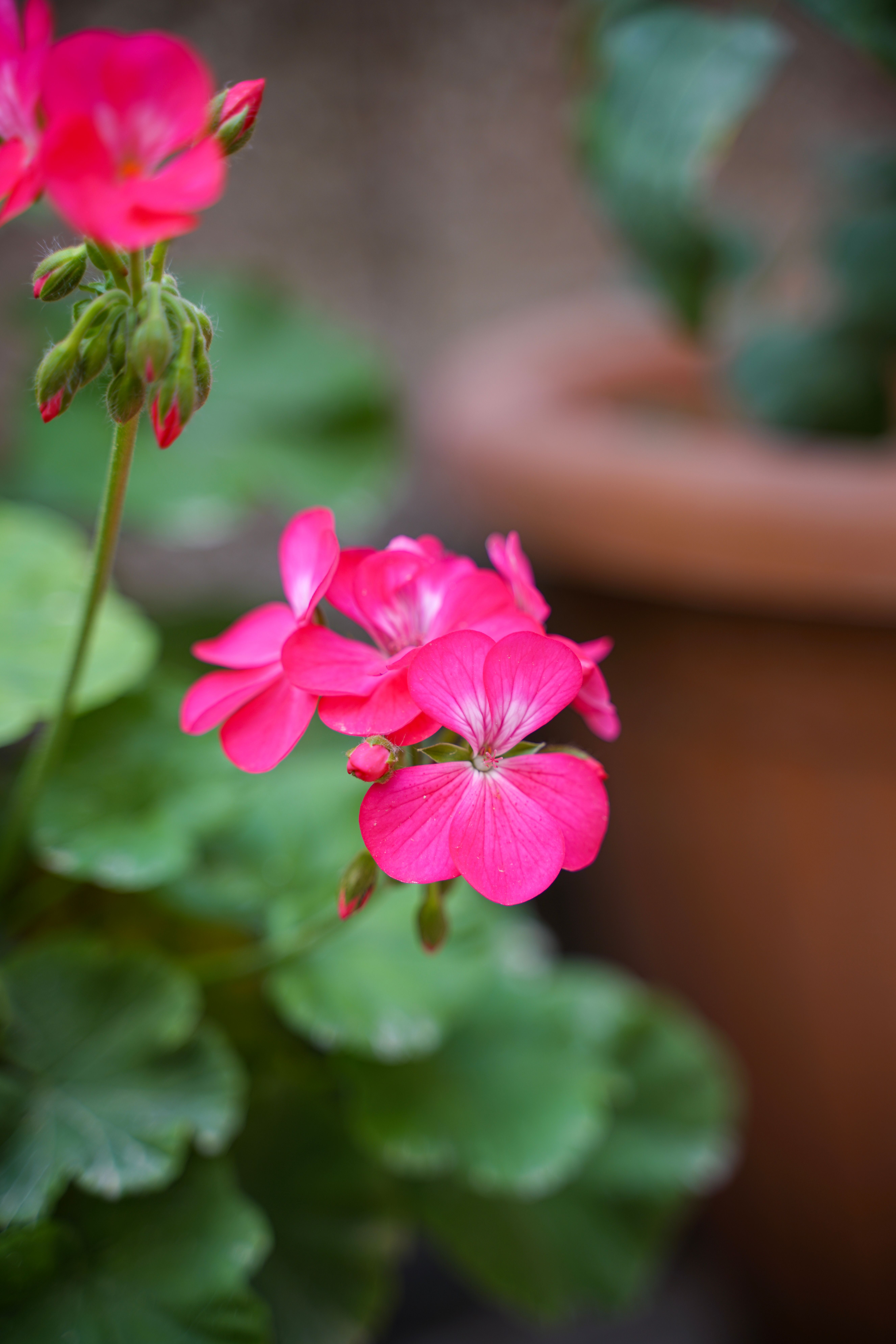 [ColoSach]-close-up-of-bright-pink-geraniums-with-green-leaves-in-a-terracotta-pot.