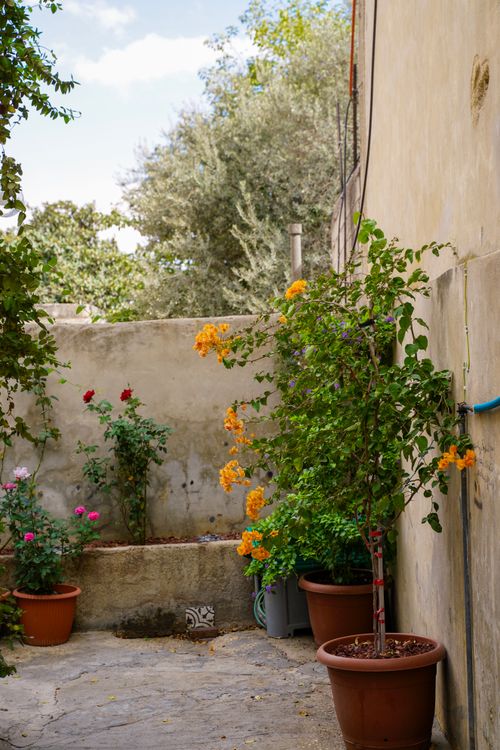 Free Sunny patio with vibrant potted plants against a rustic wall, invoking a Mediterranean feel. Stock Photo