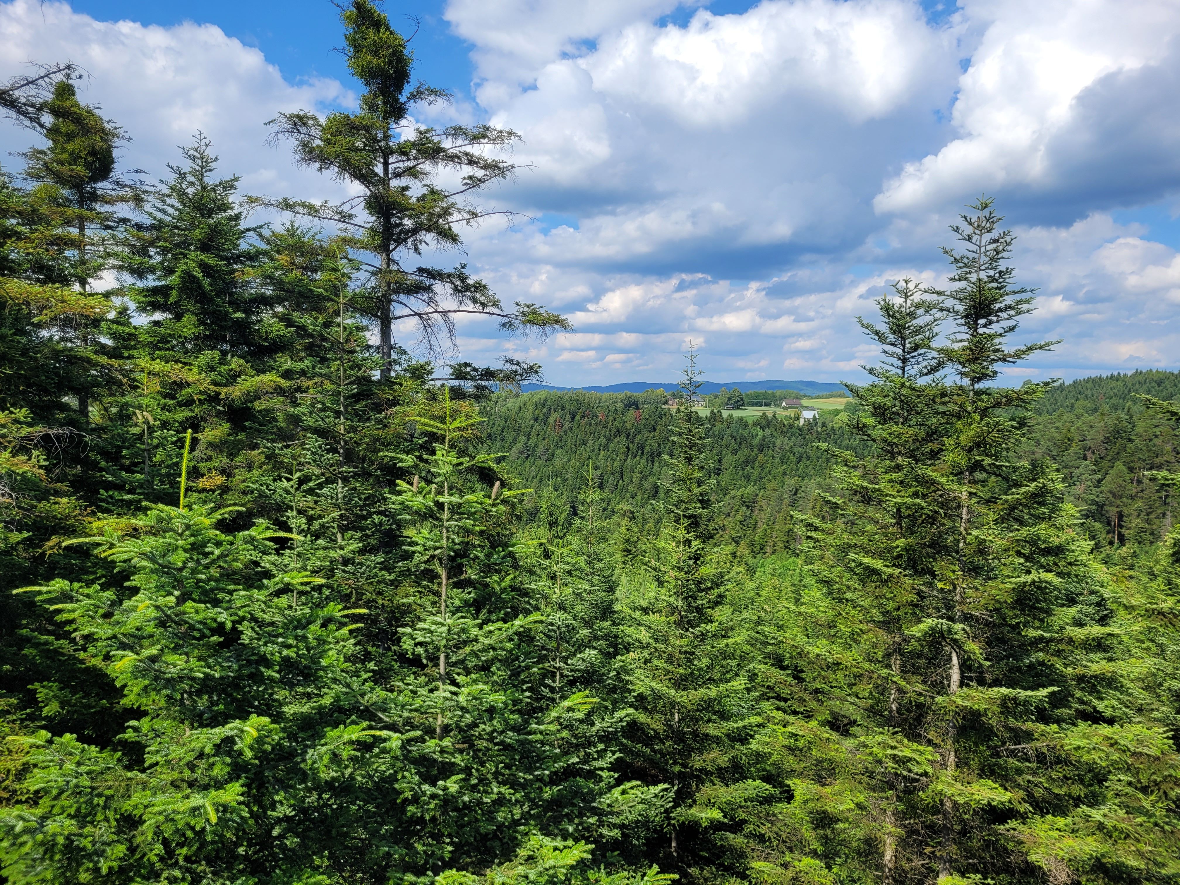 Lush Green Forest Under Blue Sky · Free Stock Photo
