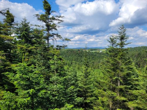 Free Vibrant green forest landscape under a clear blue sky with fluffy clouds. Stock Photo