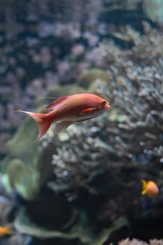 A vibrant anthias fish swimming serenely among coral reefs, captured in vivid detail.