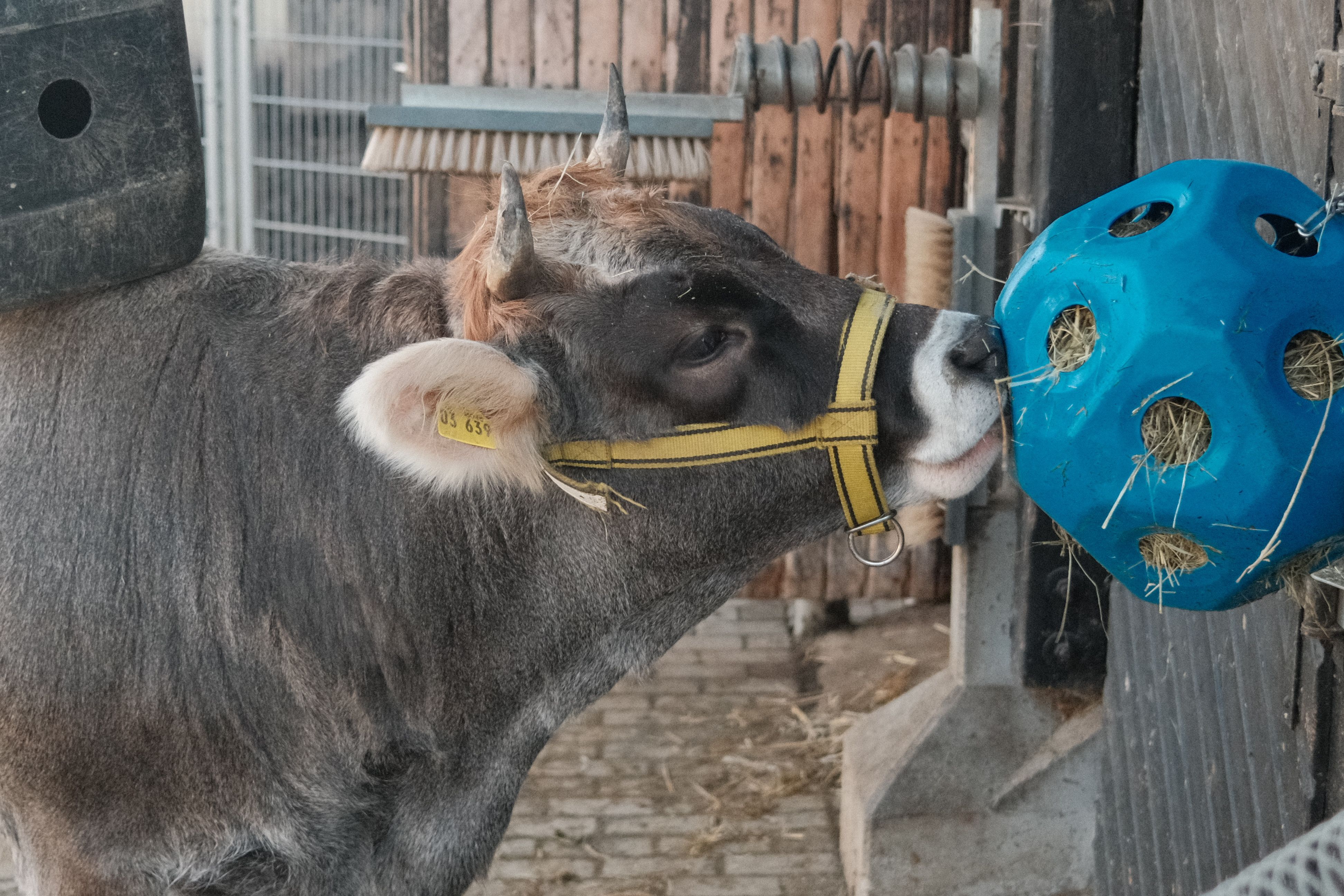 What Equipment Do You Need for Cattle Terminology? A Practical Guide