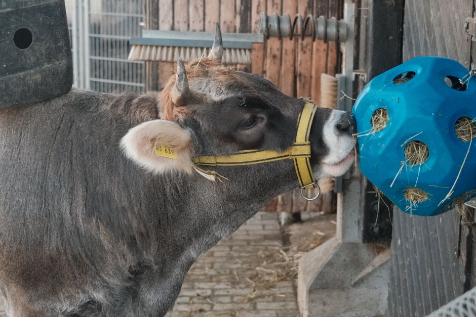 What Equipment Do You Need for Cattle Terminology? A Practical Guide What Equipment Do You Need for Cattle Terminology? A Practical Guide