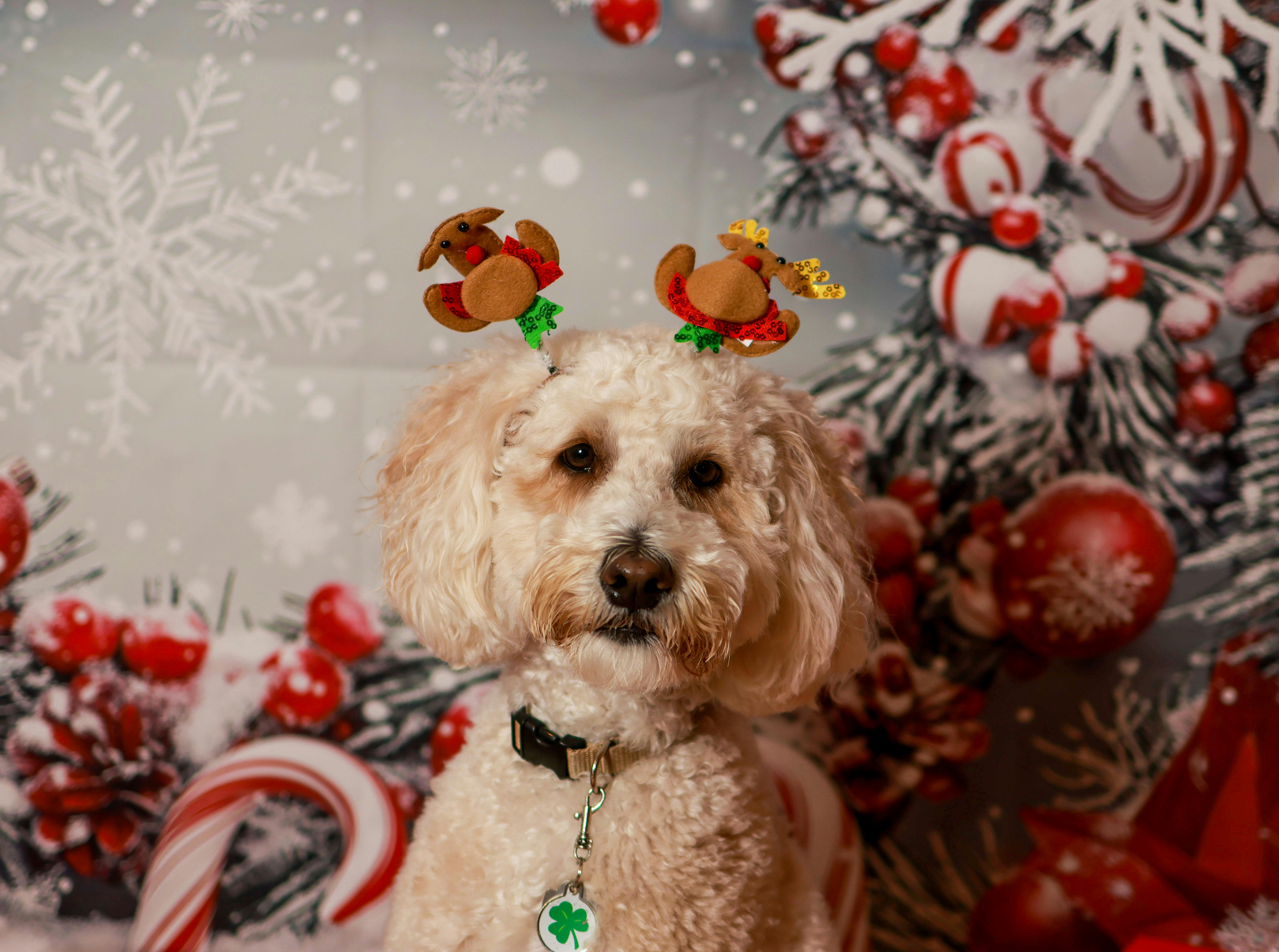 5 Pet Safety Tips for the Holidays — Photo by Catherine Dempsey on Pexels