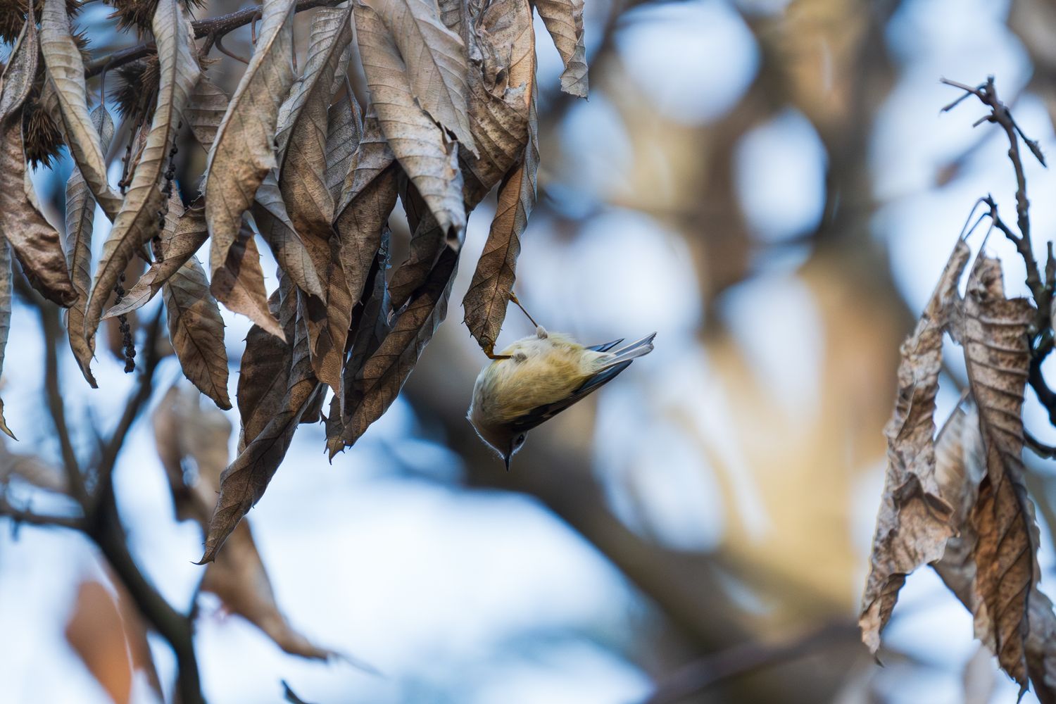 Upside Down Bird Photos, Download The BEST Free Upside Down Bird Stock ...