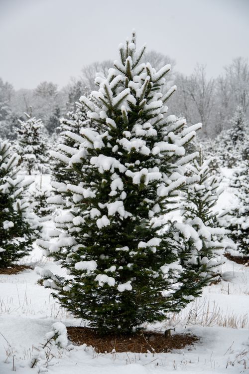 Free Snow-laden evergreen trees in a serene winter forest scene, capturing the beauty of nature. Stock Photo