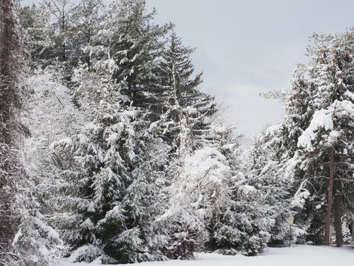 Free Picturesque snow-laden evergreens in a serene winter landscape, Warrington, PA. Stock Photo