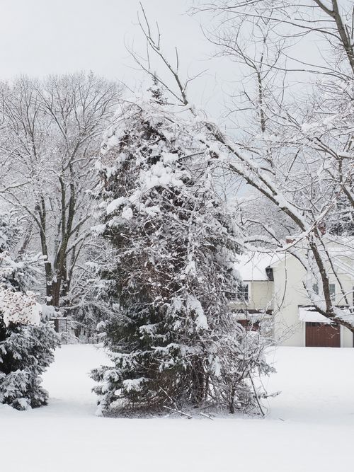 Free A serene winter scene featuring snow-laden trees and a house in Warrington, Pennsylvania. Stock Photo
