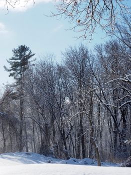 A serene winter scene of snow-covered trees in Warrington, Pennsylvania.