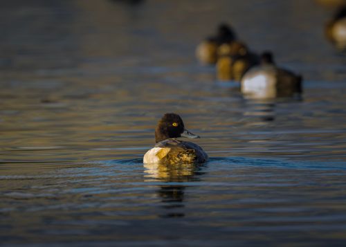 Free Serene image of a waterfowl swimming in a lake during a winter day in East Wenatchee, Washington. Stock Photo