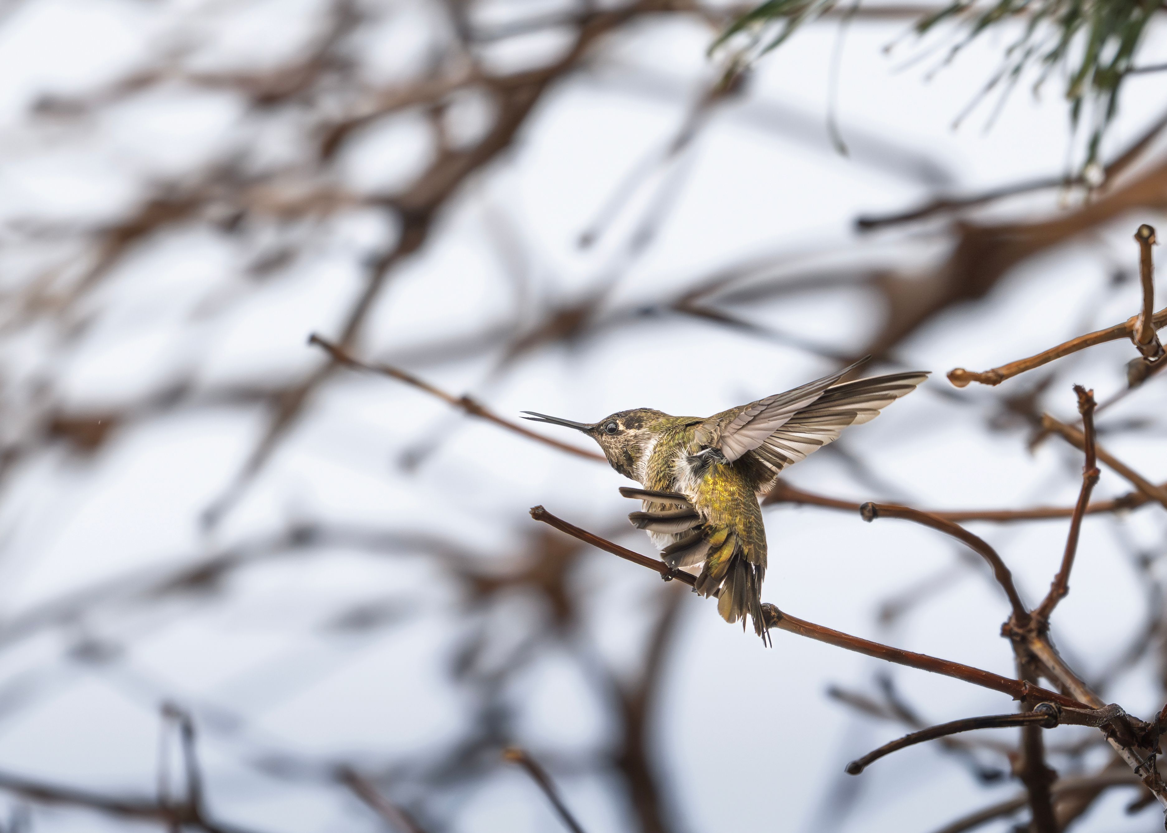 Anna's Hummingbird in Flight Against Blue Sky · Free Stock Photo