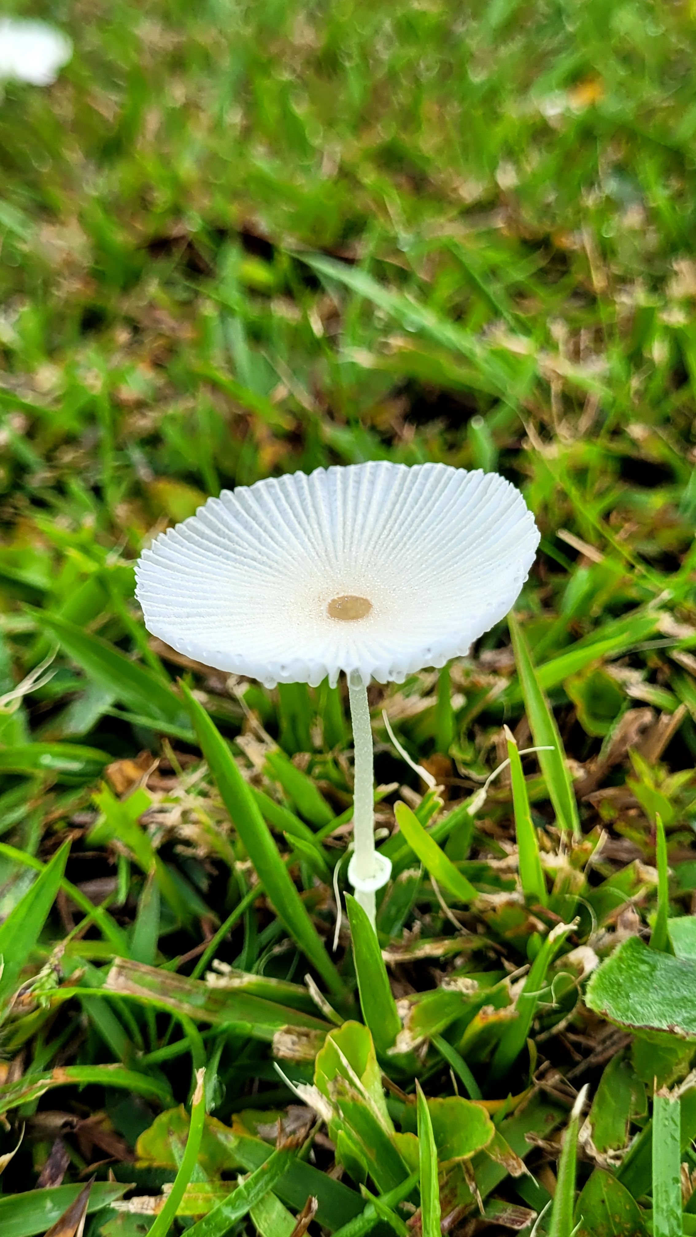 Close-up of a delicate white mushroom with gills against lush green grass.