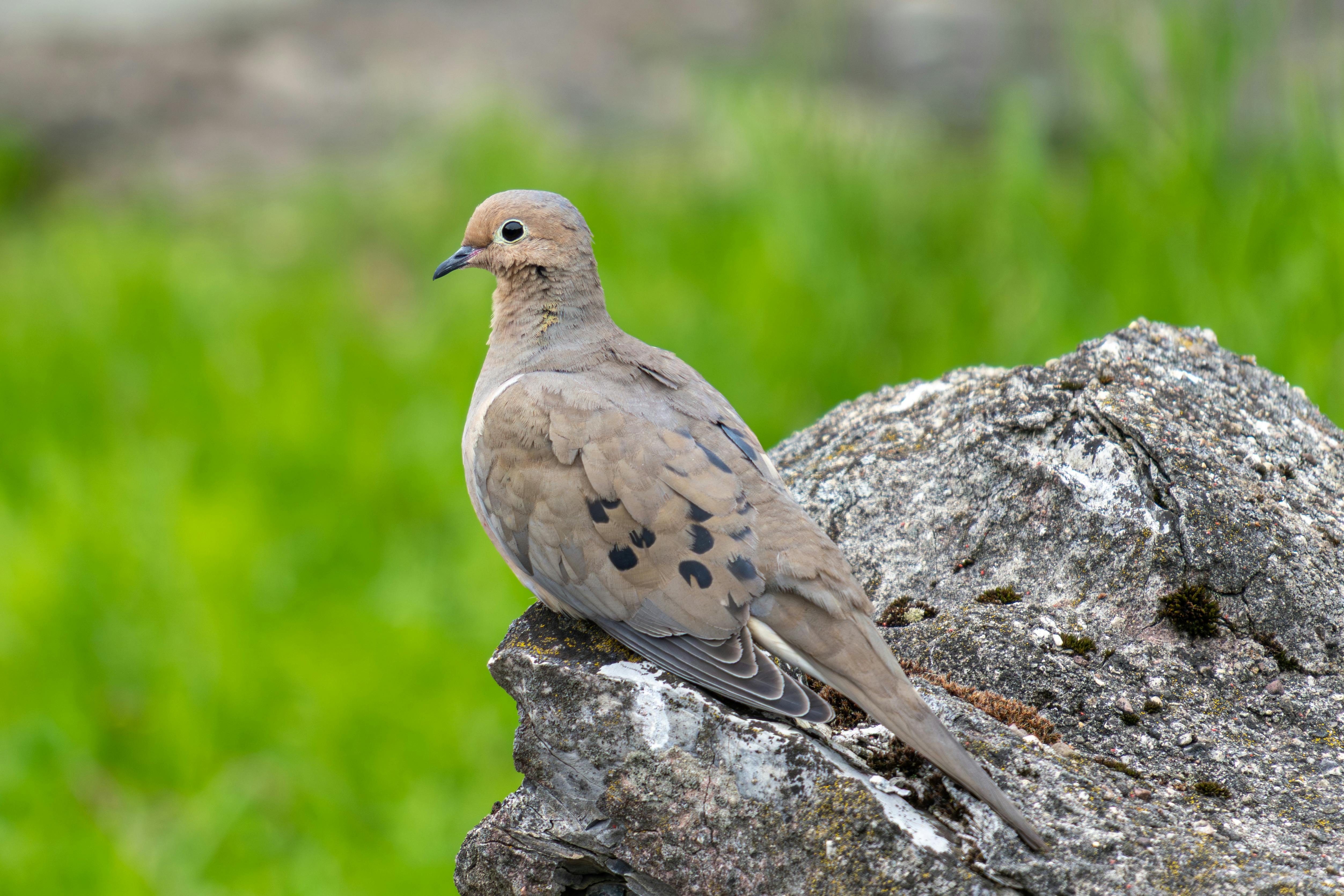50 Common Birds Of North America