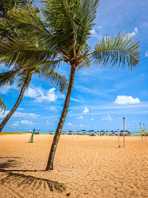 Free A vibrant tropical beach with swaying palm trees, a clear blue sky, and a sandy shoreline. Perfect for summer vibes. Stock Photo