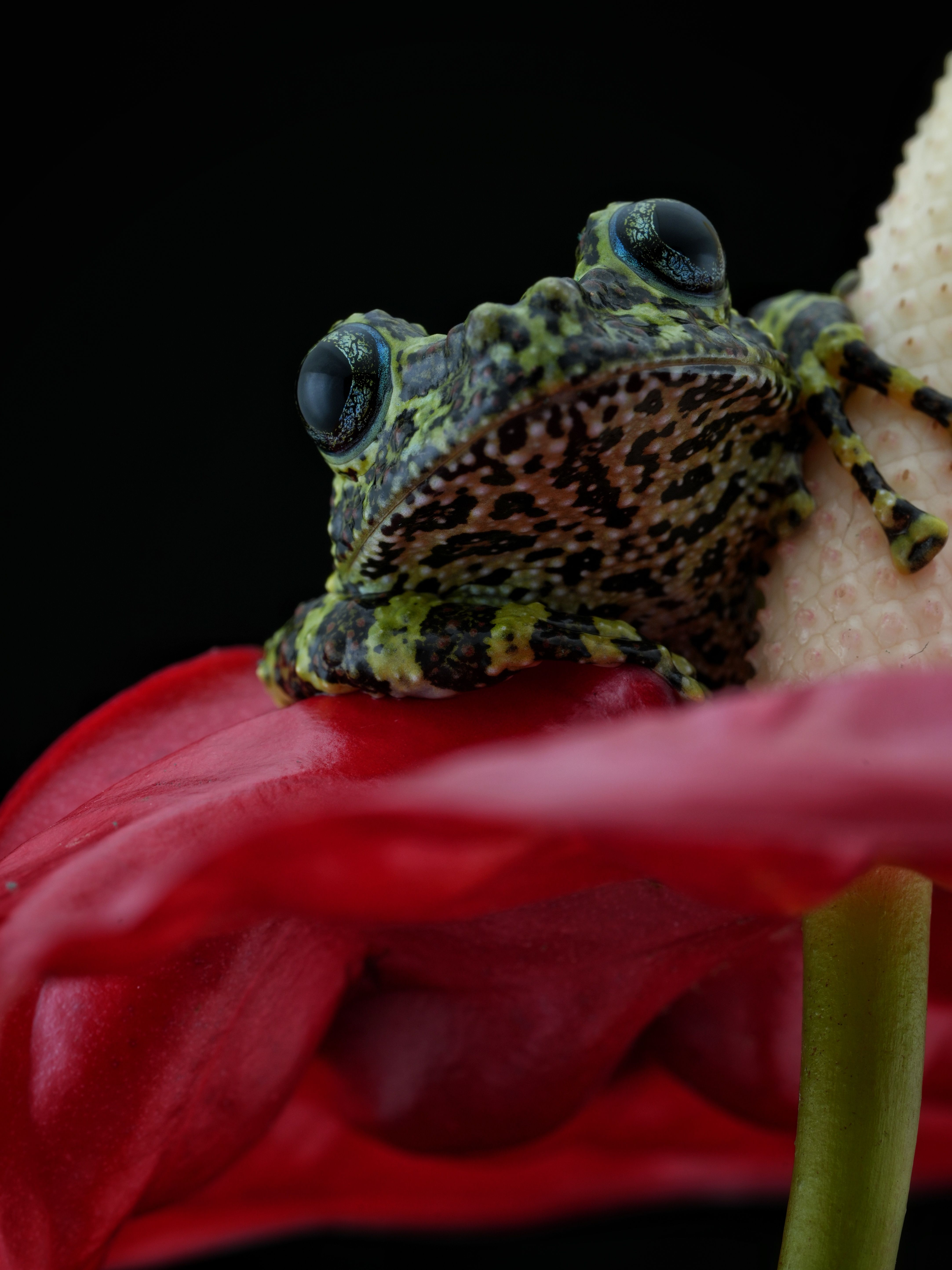 Close-up of a Colorful Frog Resting on a Flower · Free Stock Photo