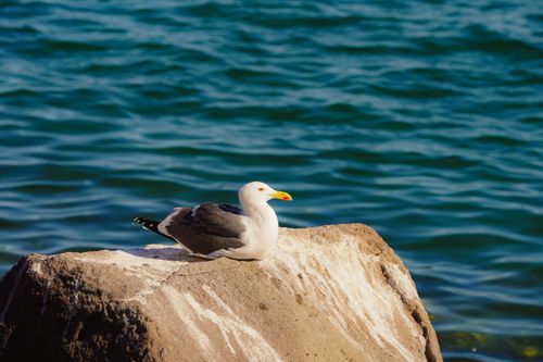 Free A seagull sits on a rock by the ocean in Baja California Sur, Mexico. Stock Photo