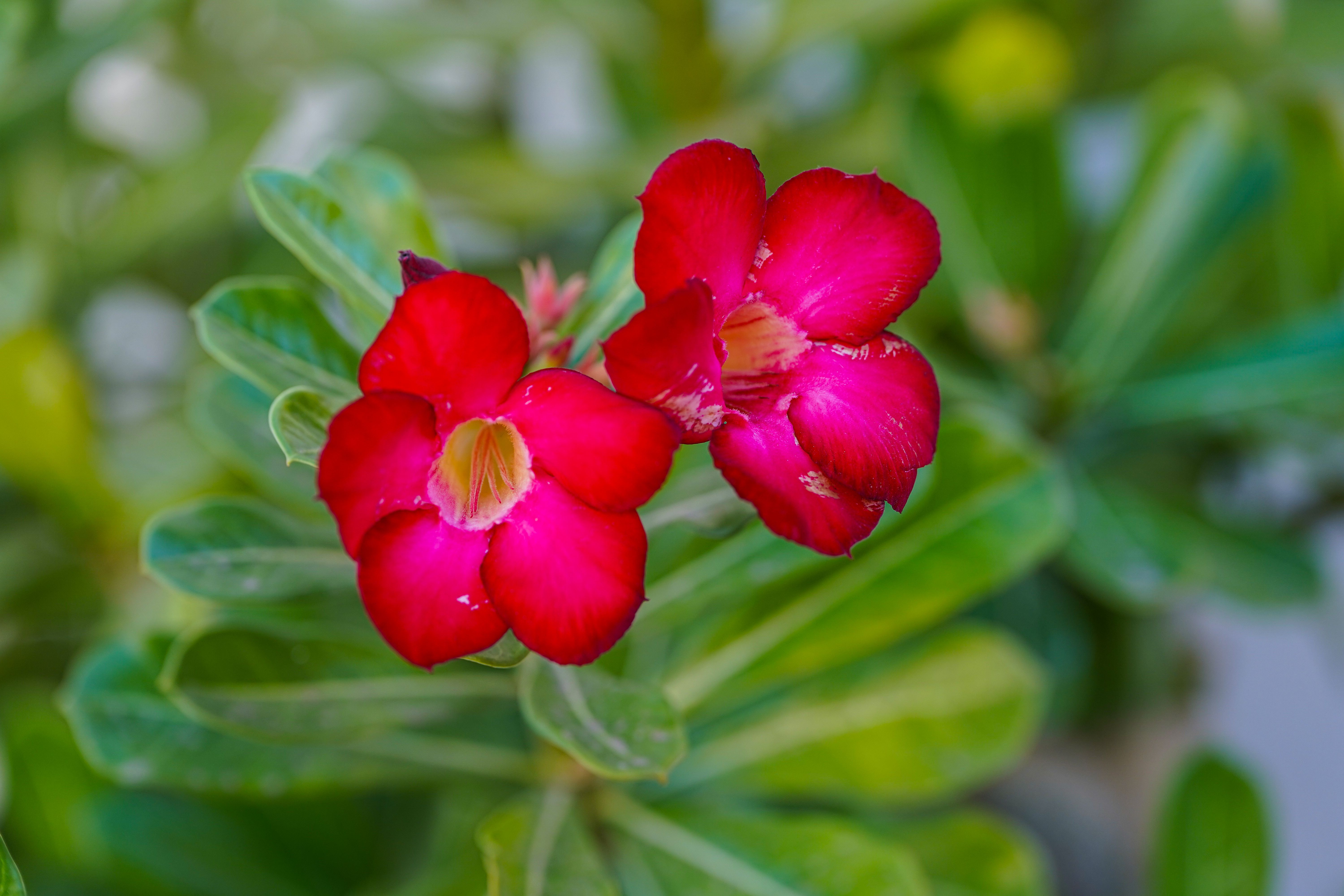 Adenium Obesum Black Ruby