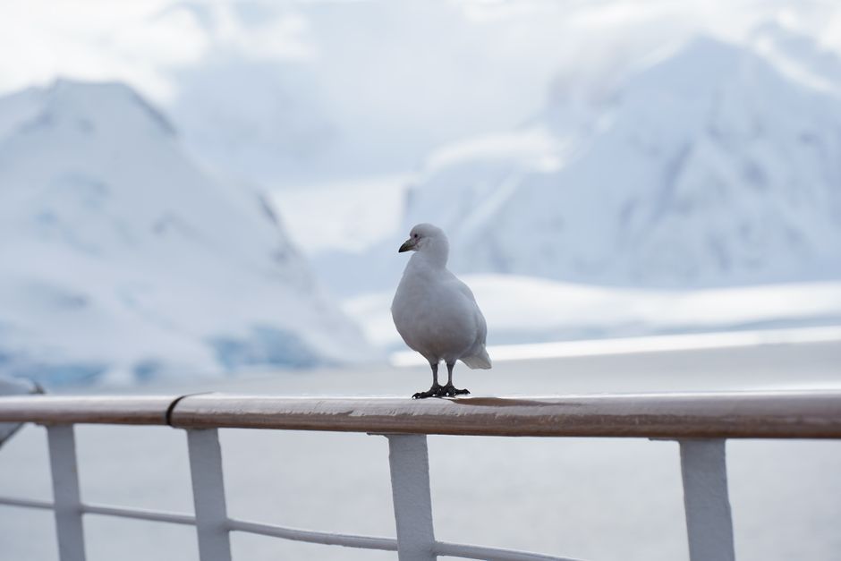 A snow petrel sits on a railing with Antarctic mountains in the background.
