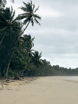 Serene tropical beach with lush palm trees in Australia, perfect for relaxation and nature appreciation.