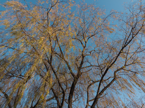 willow tree leaves