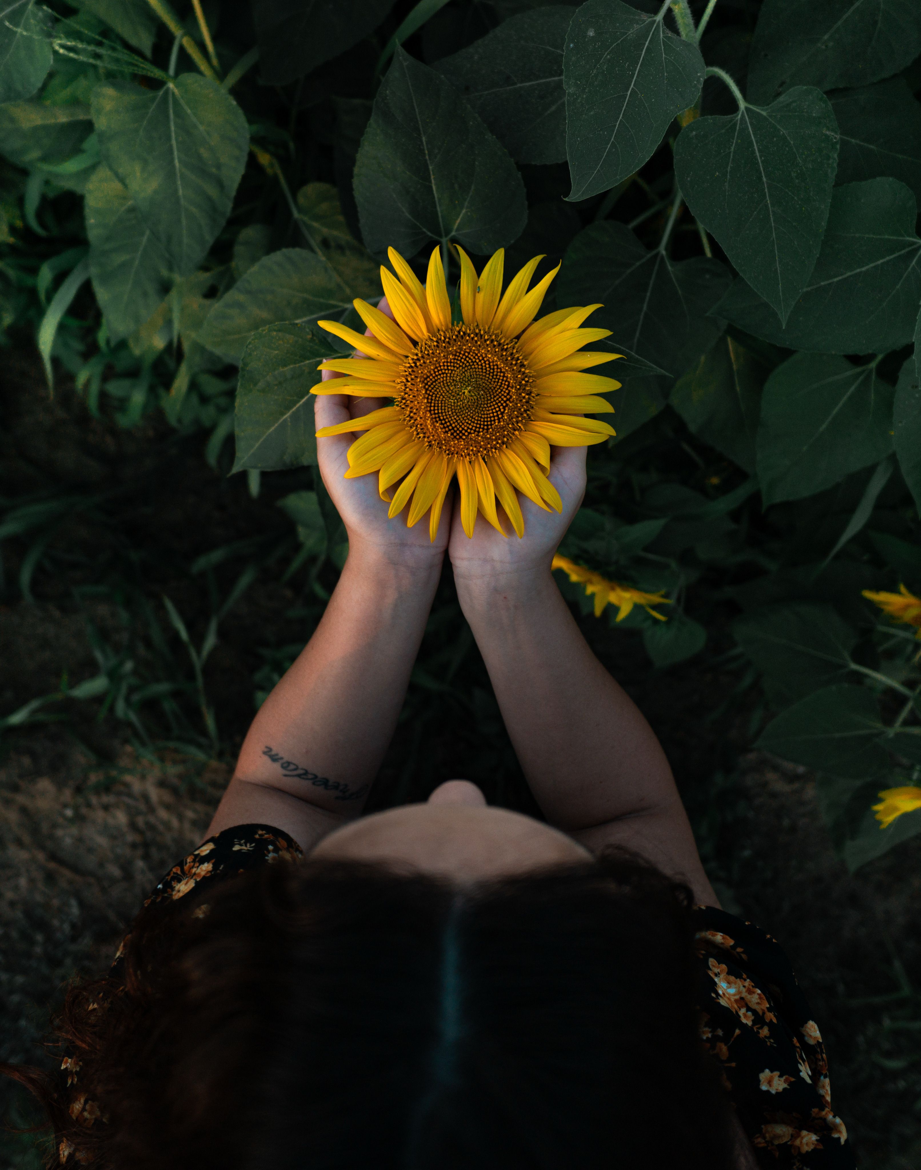 Woman Holding Sunflower in Lush Green Garden · Free Stock Photo