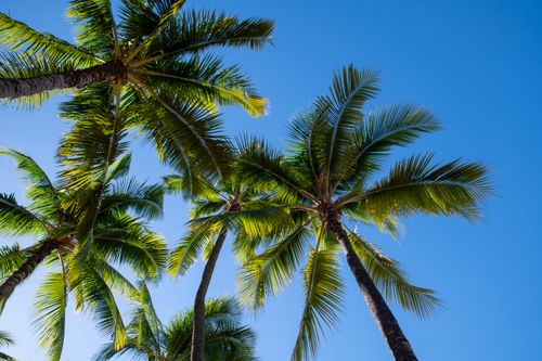 Free Lush green palm trees reaching towards a bright blue sky, symbolizing a tropical paradise. Stock Photo