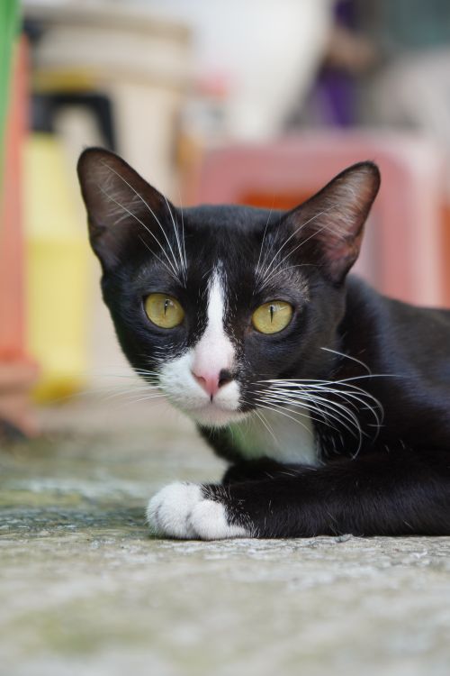 Free Close-up of a black and white cat resting outdoors on a sunny day. Stock Photo