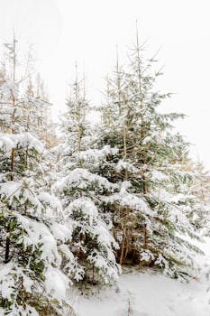 A serene winter scene featuring snow-laden evergreen trees in a quiet forest.