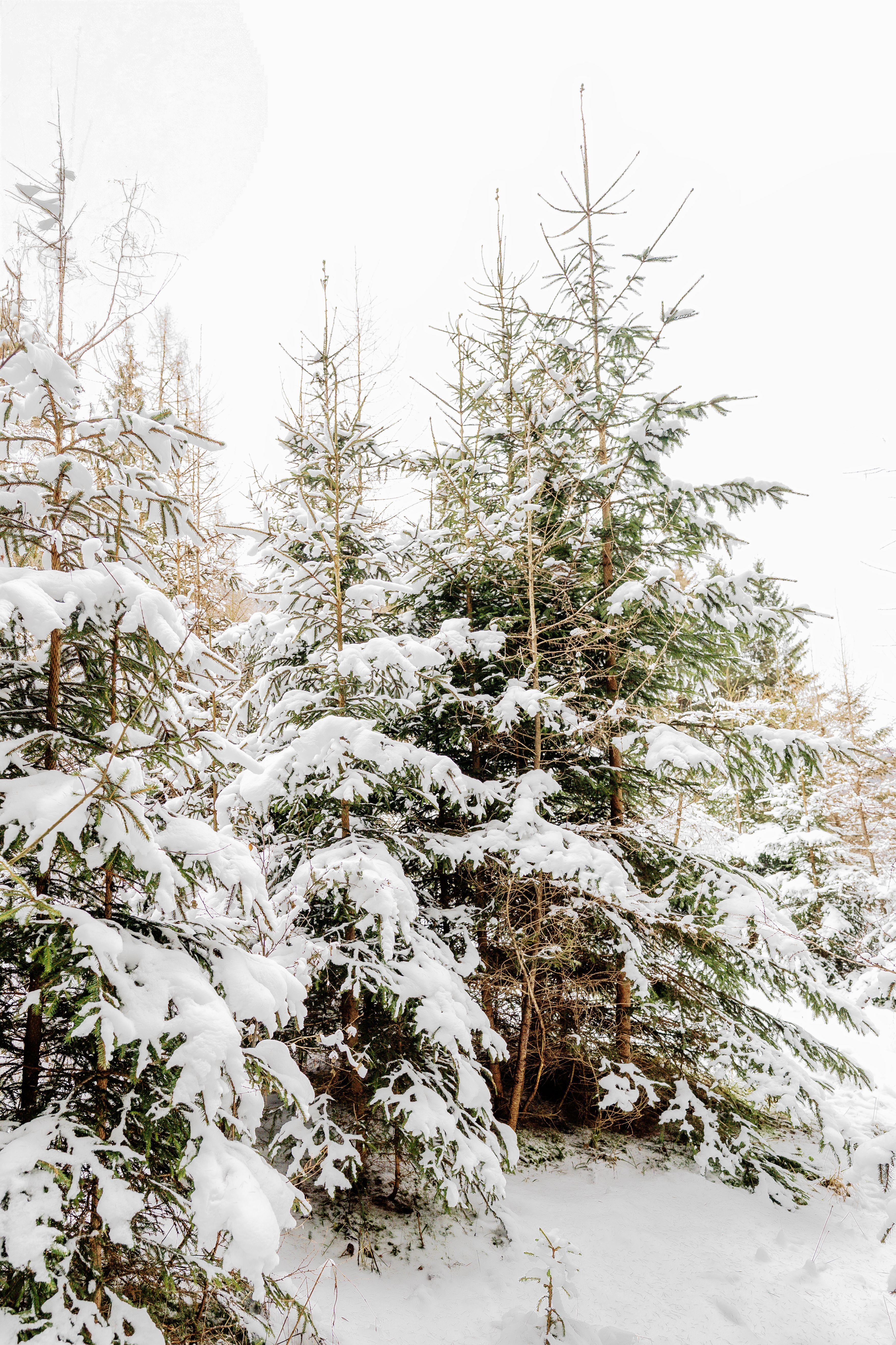Snow-Covered Evergreen Trees in Winter Forest · Free Stock Photo