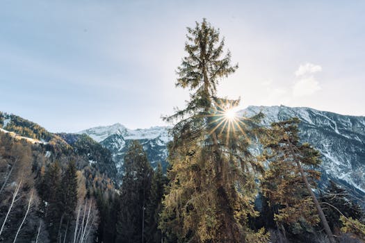 Sunlight peeking through trees in an alpine forest with a stunning mountain backdrop.