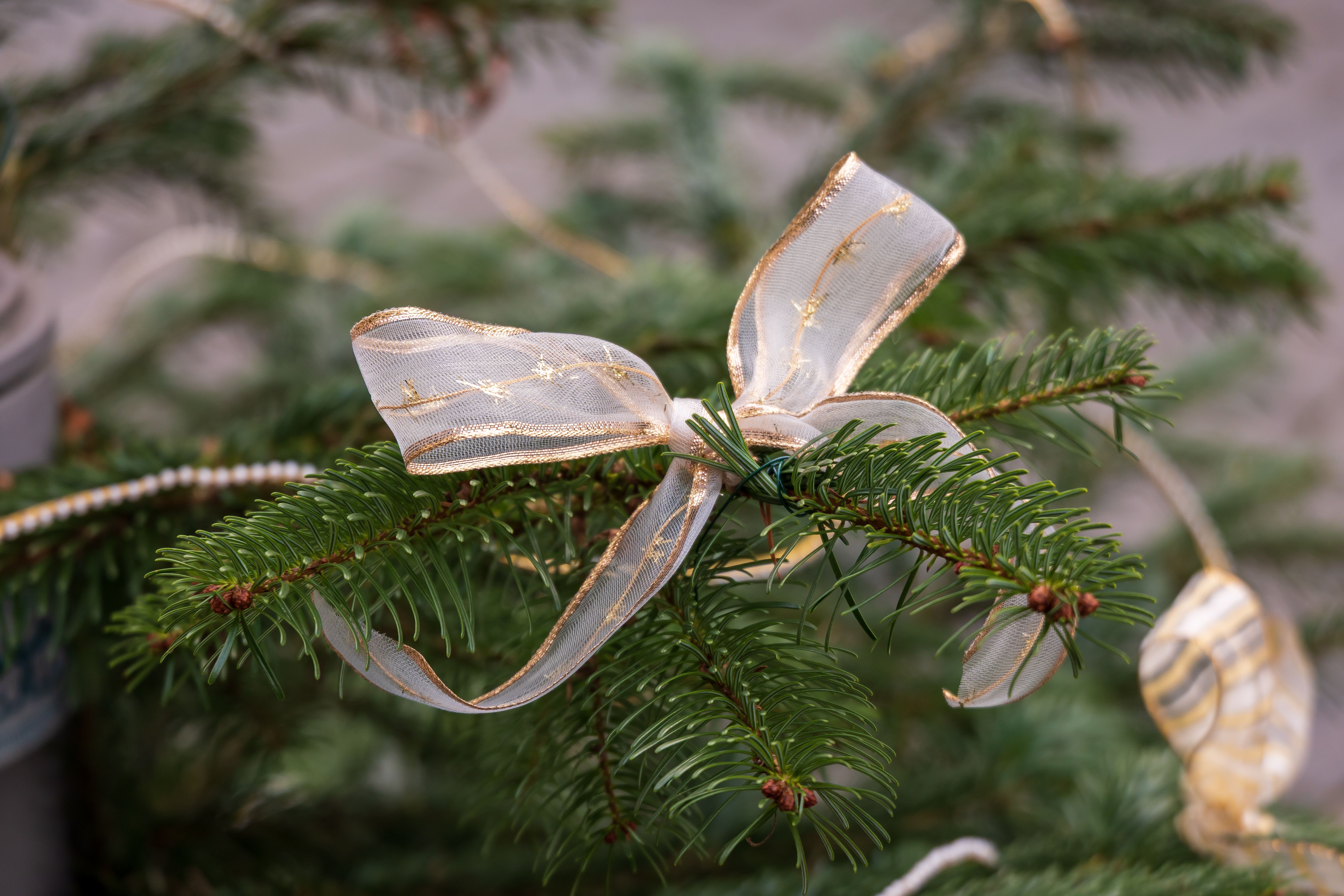 Decorative Ribbon on Pine Tree Branch · Free Stock Photo