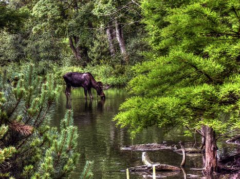 A moose in a lush forest stream, surrounded by green foliage, during daytime.