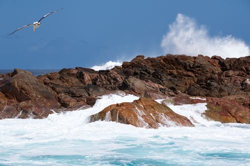 Free Dynamic ocean waves crash against rocky shore as seagull glides overhead, Busselton. Stock Photo