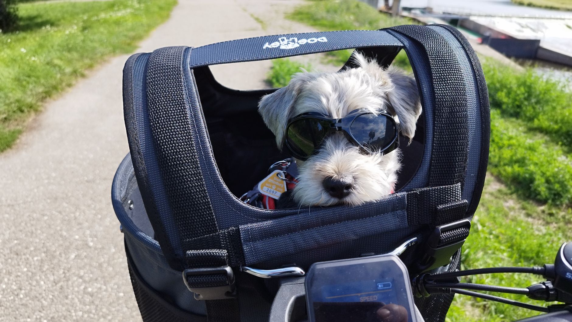 Traveling With Your Dog: The Complete Vaccination & Document Checklist