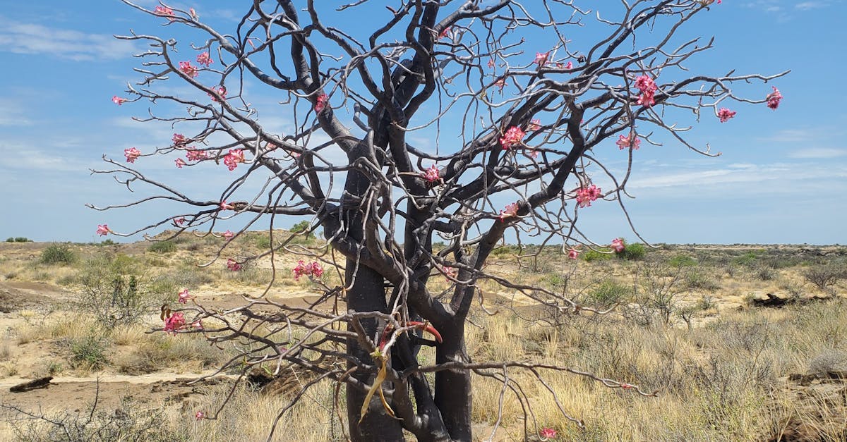 圖爾卡納人的沙漠生存基因如何重塑2025年人類適應極端氣候的未來? 圖爾卡納人的沙漠生存基因如何重塑2025年人類適應極端氣候的未來?