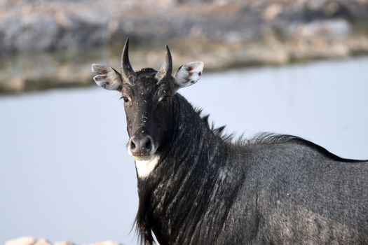 Nilgai