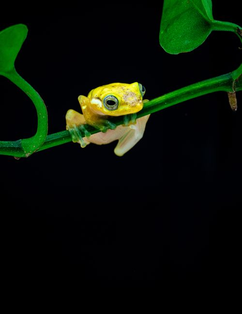 Free Close-up of a vivid yellow tree frog resting on a green stem with a black background. Stock Photo